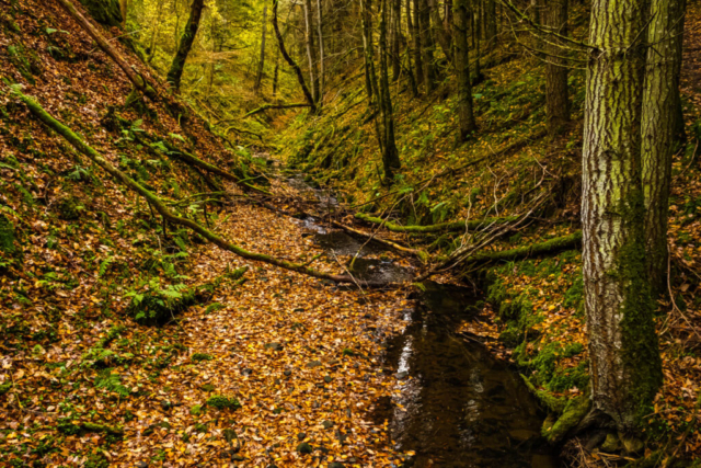 Harsondale Burn