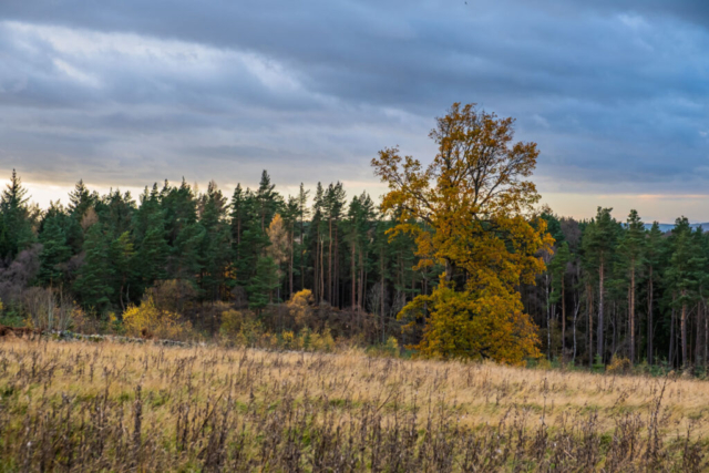 Langley Wood