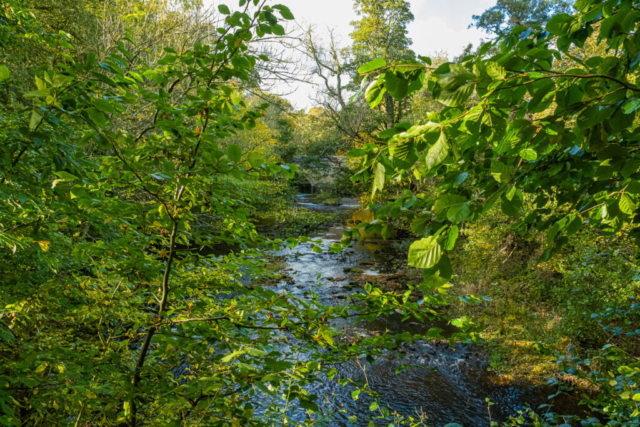 River Wansbeck & Mitford Bridge