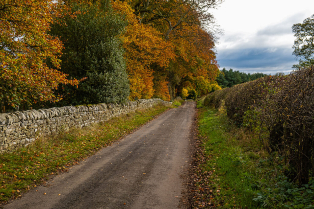 Autumn colours , Halton