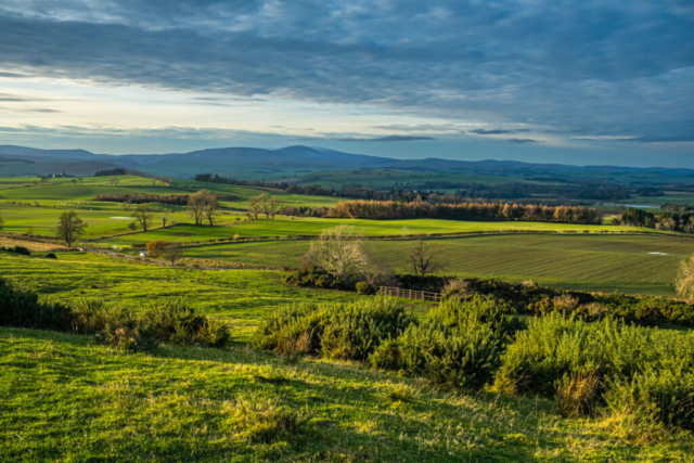 Cheviots from Shepherds Law