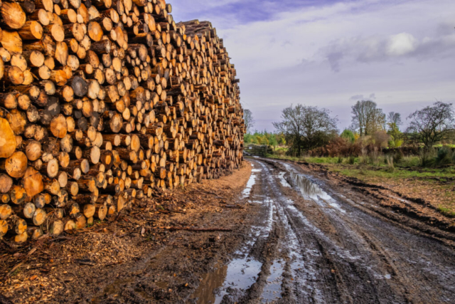 Looking NE from log pile