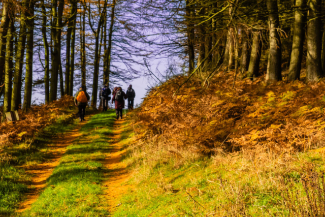 Exiting Girneynick plantation