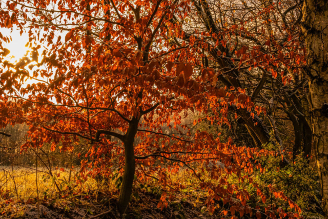 Trees on the Derwent Walk