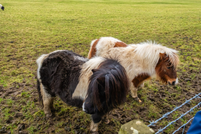 Ponies near Long Lane