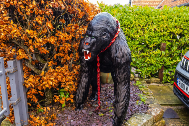 Garden gorilla in Warkworth