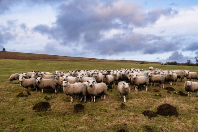 Sheep west of The Riding