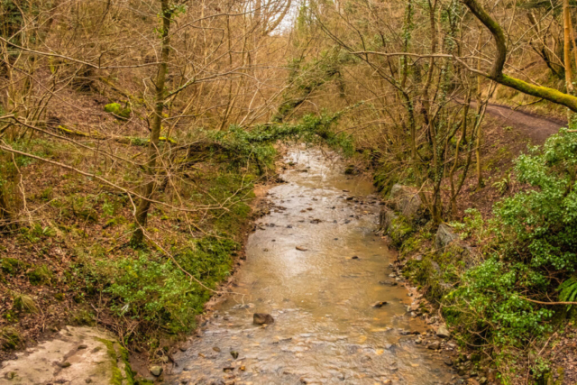 Castle Eden Dene