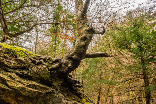 One of the unusual trees (growing out of rock)