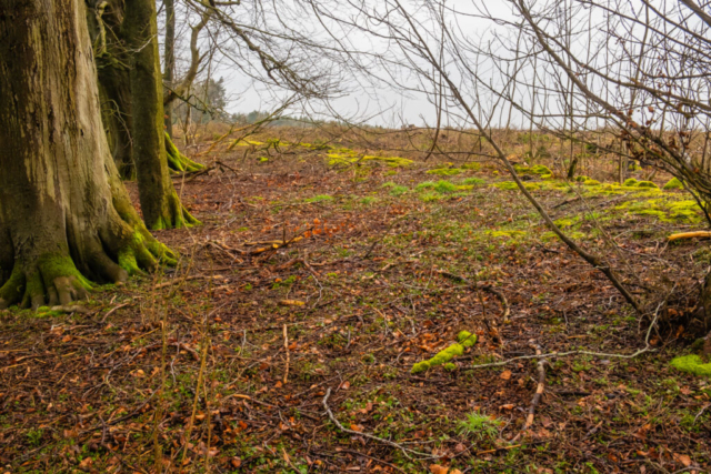 Exiting the wood near Devil's Elbow