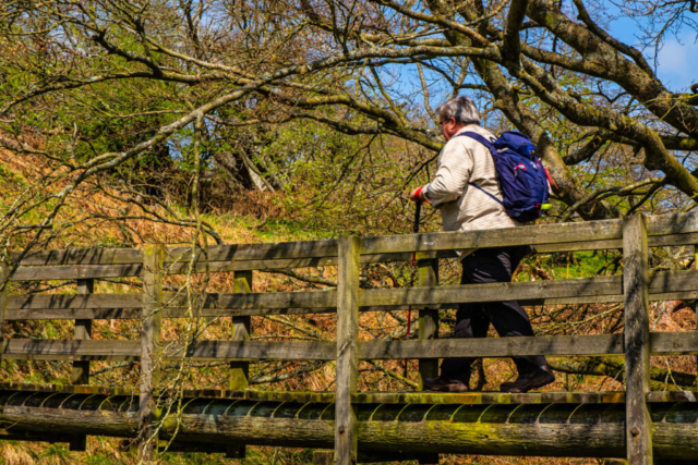 Crossing the Spartley Burn near Hazeltonrig