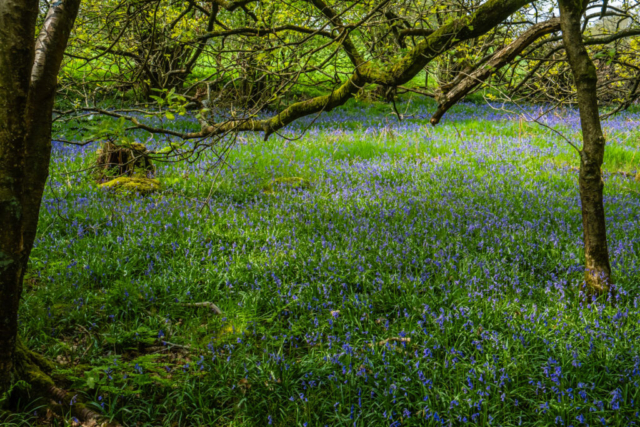 Bluebells SE of Summer Wood House