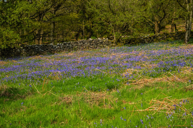 Bluebells in High Wood alongside Nidderdale Way