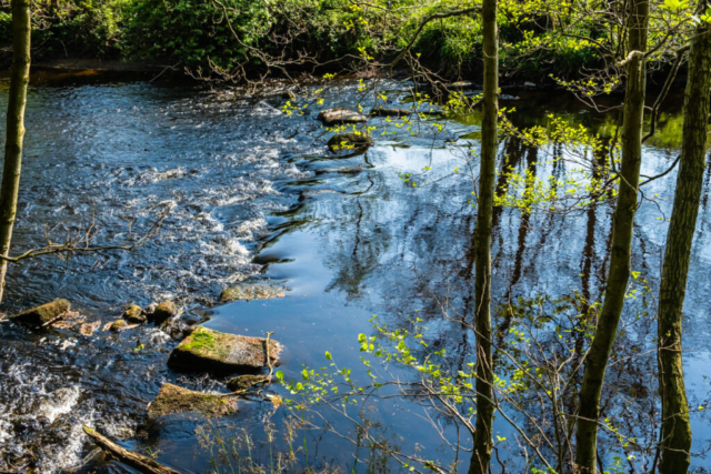 R Nidd opposite Harewell Hall