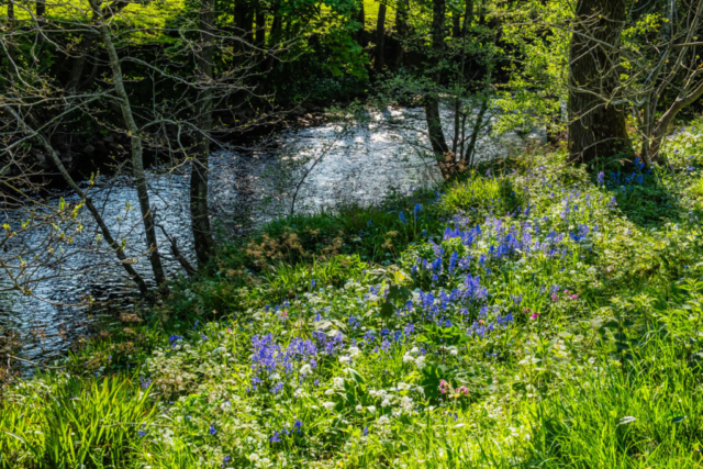 Bluebells beside R Nidd