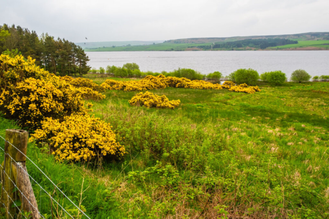 Derwent Reservoir