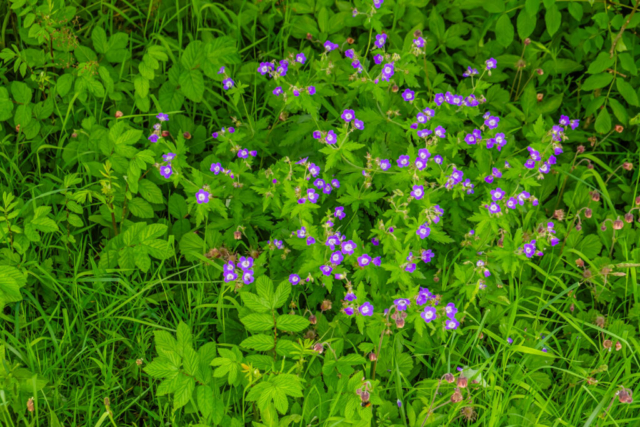 Flowers on the bank of the Tees