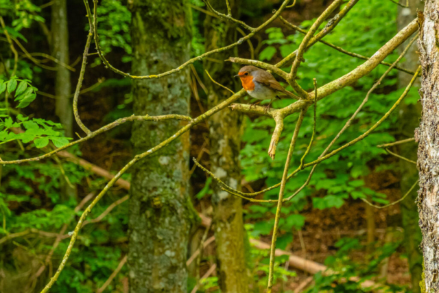 Robin near Bow Lee Beck