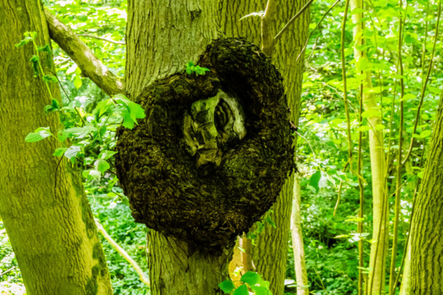 Sculpture attached to  a tree near Murk Esk