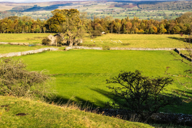 Wensleydale from High Lane