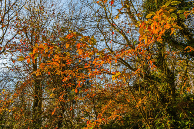 Woods above Frankham Fell Quarry