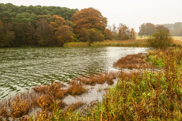 Looking towards the NE corner of Talkin Tarn