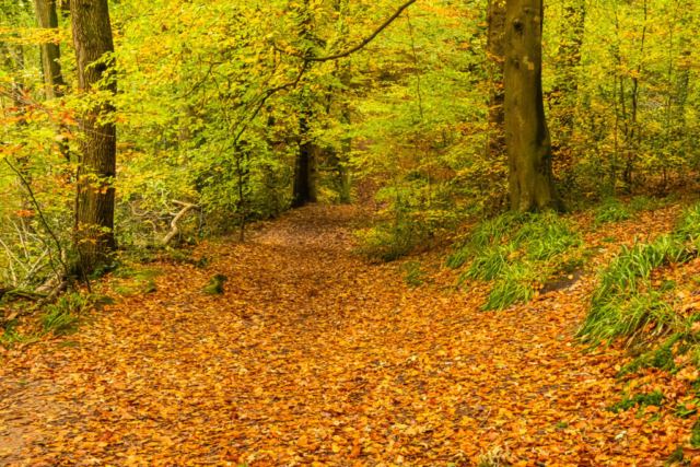 The path NW thro the woods above the R Gelt