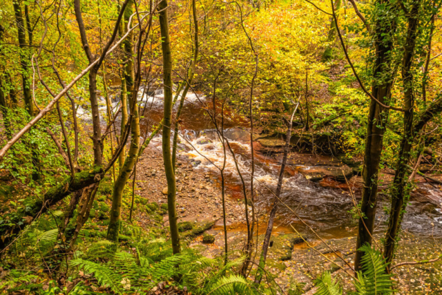 SE of Gelt Woods