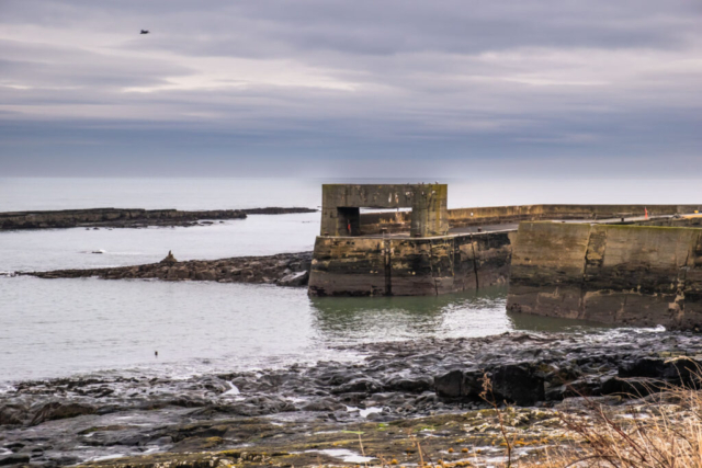 Craster harbour from the north