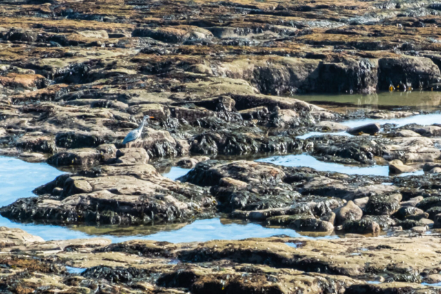 Herron on the rocks
