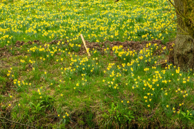 Daffs above the R Dove just after High Mill