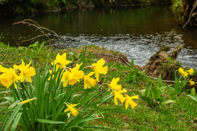 Daffs by the River Dove
