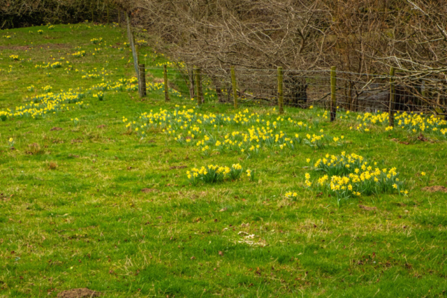 Daffs by the River Dove