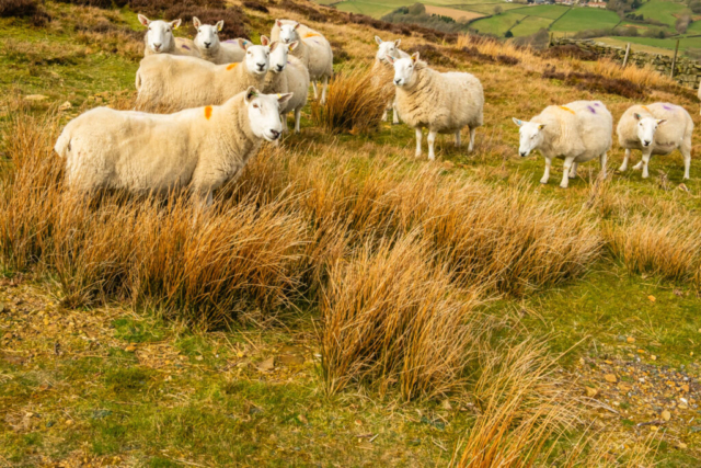 Friendly sheep - are they after our food