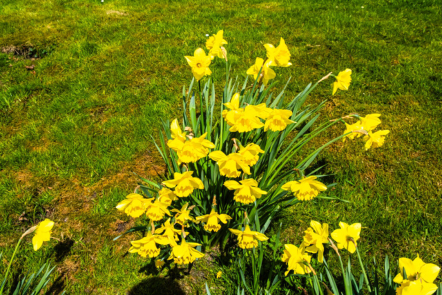 Daffodils in Preston under Scar