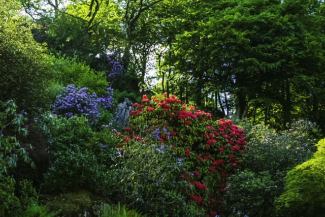 Rhododendrons beside road into Grasmere