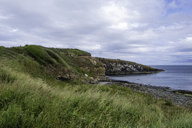 Cullernose Point
