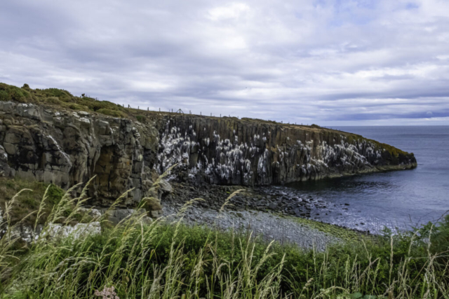 Cullernose Point