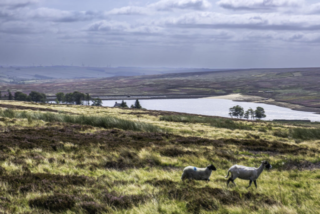 Waskerley Reservoir with Waskerley Park behind