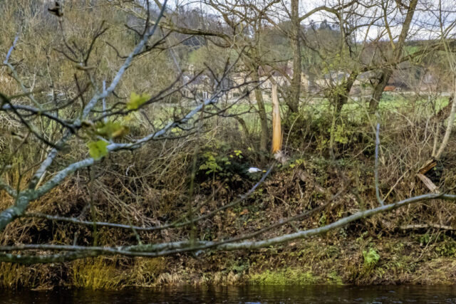 A white flying bird near "The meeting of the waters".  Ask Heinrich for the type of bird