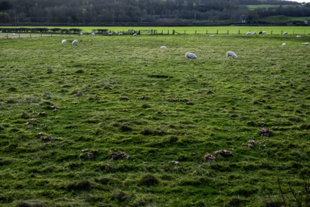 A ring of funghi in a field to the S of "The meeting of the Waters"